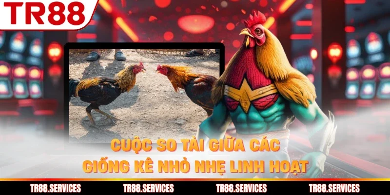 Cuộc so tài giữa các giống kê nhỏ nhẹ linh hoạt